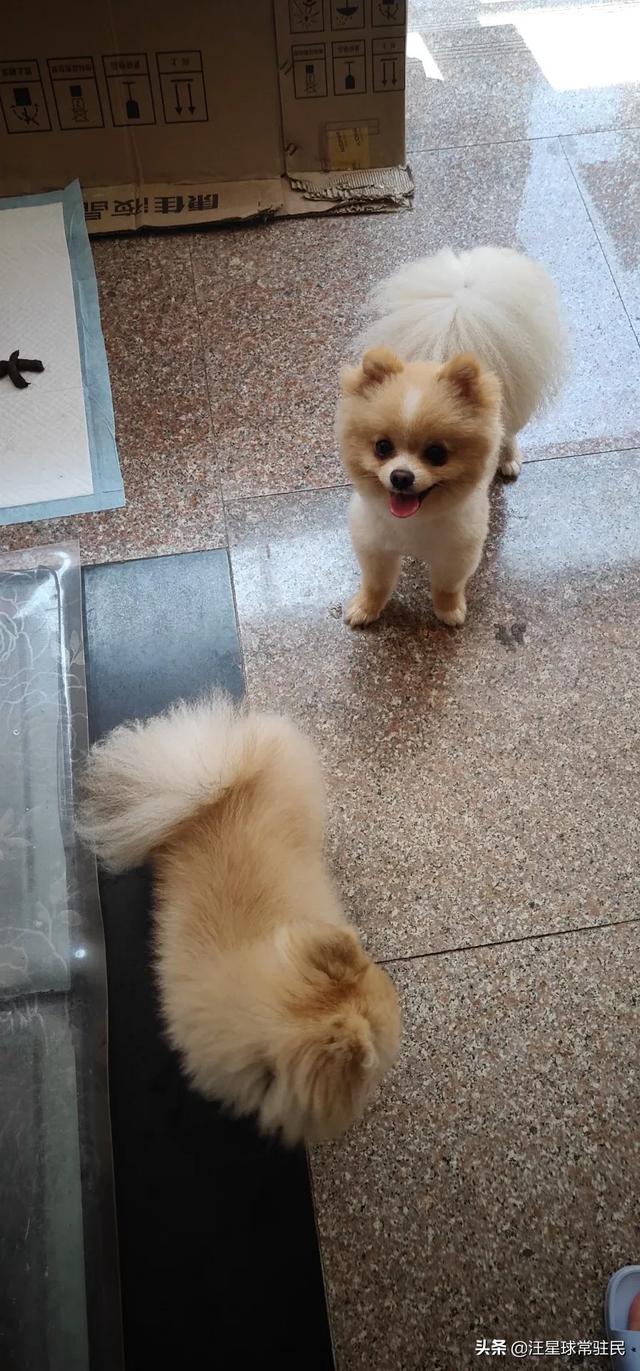 博美犬怎么养:养博美犬有什么注意事项？