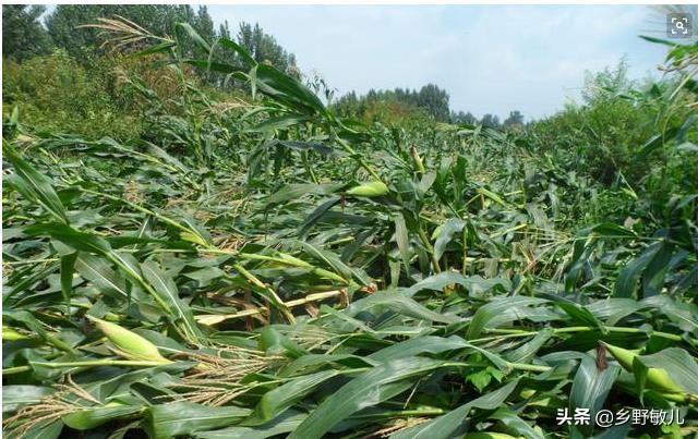 種植玉米時,如果澆水過勤,對玉米好嗎(玉米澆水多了好不好)