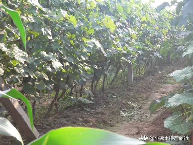 露天葡萄种植技术大全:葡萄种植中，行距、密度该如何确定？