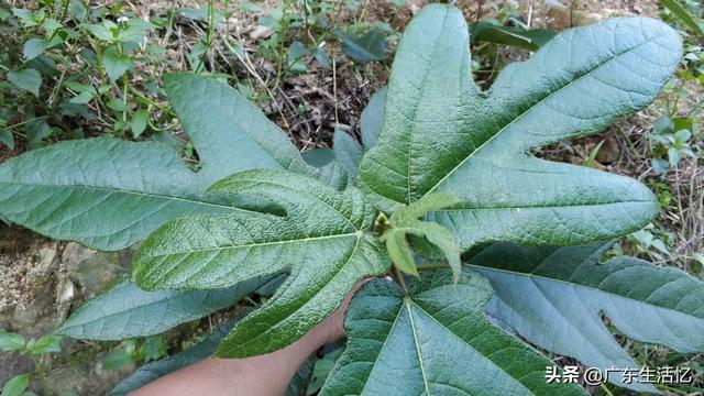五指毛桃,小叶好还是大叶好?