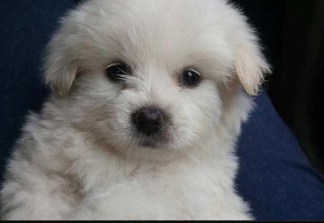 我做女犬的开心日子全下载:我们养狗，你们认为狗狗是开心的吗？
