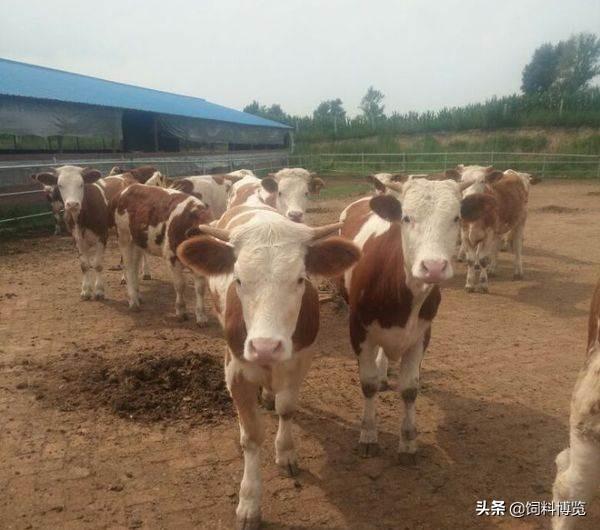 反刍动物营养学ppt循环:生长期母牛能吃多少饲料，该注意些什么？