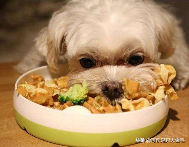 柯基狗的视频:柯基犬几个月才能过尴尬期，日常饲养需要注意这2点？