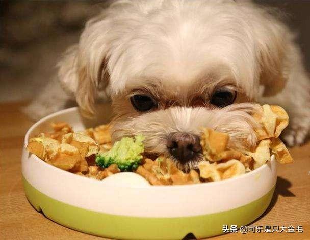 柯基犬怎么训练:柯基吃食太快了怎么纠正？