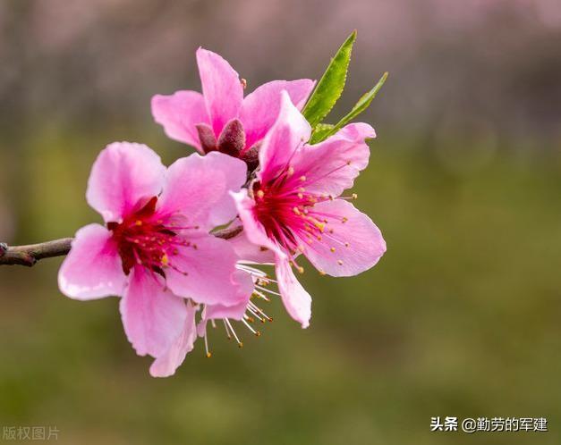 关于桃花的诗句与美文成语有什么？