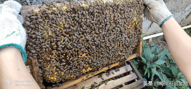 蜜蜂的生活习性:蜜蜂繁殖的最佳温湿度是多少?它们怎样适应温湿度的强烈变化？
