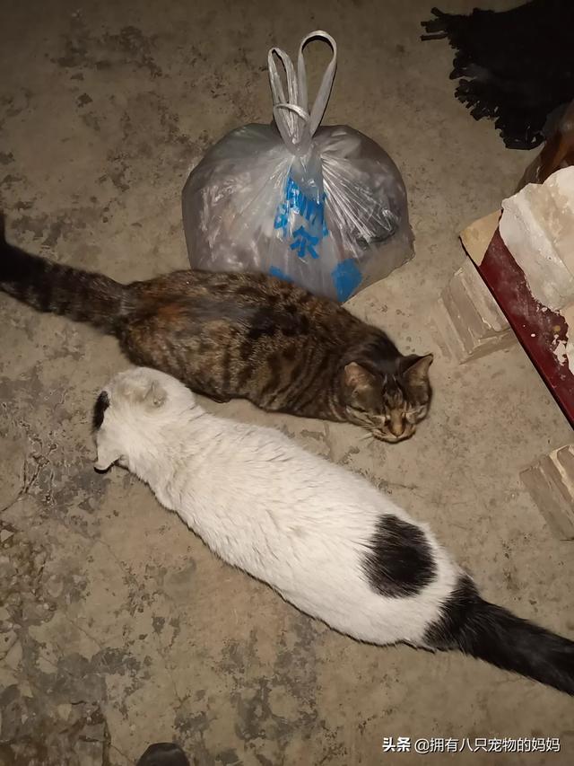 冀师傅天然猫粮怎么样:家里有很多只猫了，还要不要再收留流浪猫了？