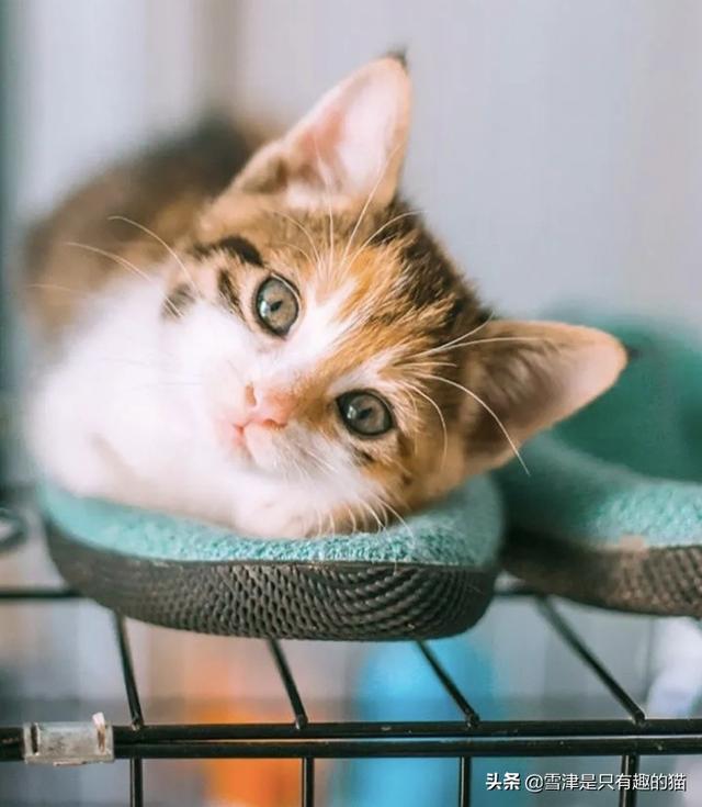 可爱小猫咪:如何素描一只可爱的小猫咪？