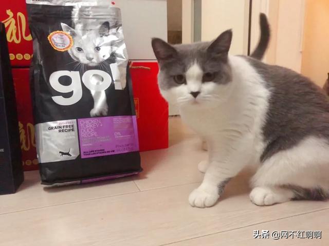 辅猫吧:遇到中意的流浪猫，想把它拐到自己家里来养，要怎么做？