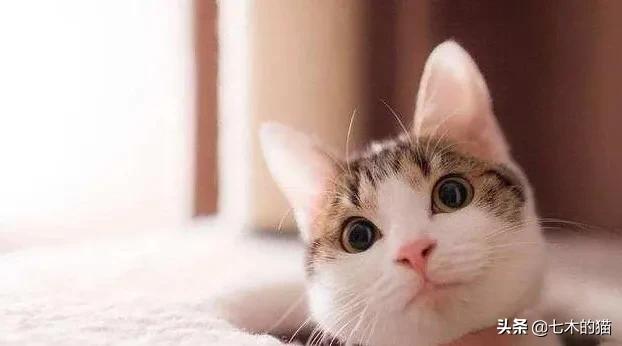 头条问答- 猫猫尿血了怎么办？带去宠物医院做了好多检查，有必要全做吗 