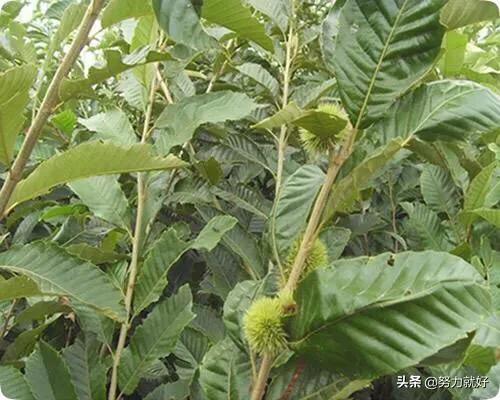 林靖恩播种成功:丝瓜种子播种前做哪些准备能提高发芽率
