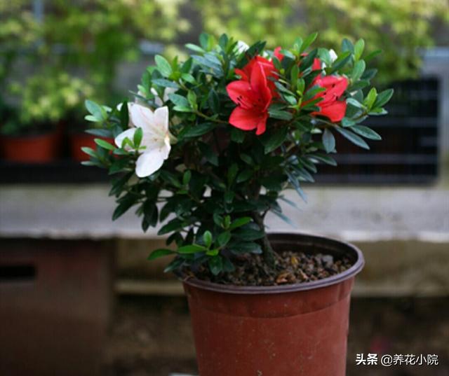 盆栽杜鹃花夏天怎么养:盆栽杜鹃花夏天怎么养? 杜鹃花花色鲜艳，花朵繁茂非常漂亮，夏季该如何养护杜鹃花？