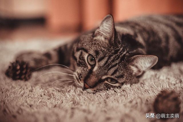 猫有必要打弓形虫疫苗吗:为什么有些宠物也要打疫苗？