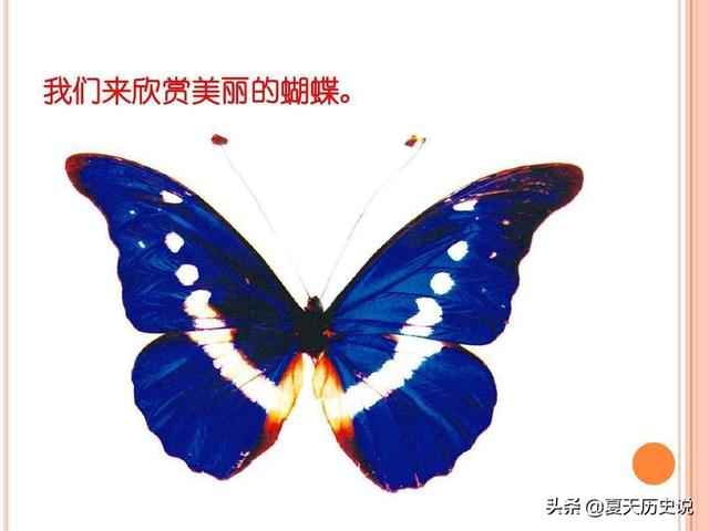蝴蝶是益虫还是害虫:螳螂吃昆虫，是益虫，蝴蝶是害虫，那螳螂吃蝴蝶吗？