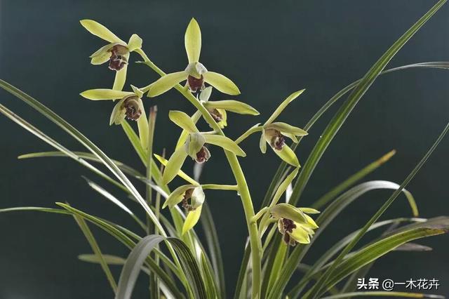 建兰:建兰和墨兰的植料有什么区别？
