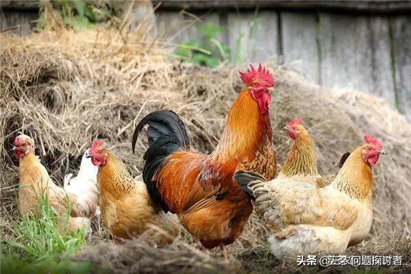 晚上11点公鸡为何打鸣？是不是该杀了炖汤？