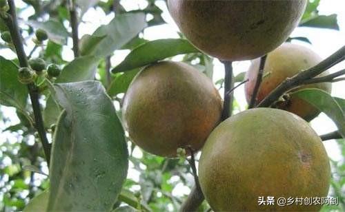 锈壁虱用何种药:锈壁虱专用药有哪些 柑橘锈壁虱发生正当时，要如何防治才能确保柑橘的高品质和产量？