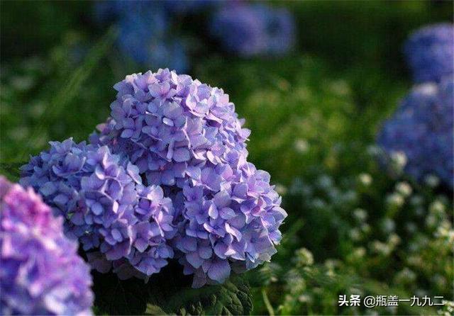 木绣球 八仙花:八仙花倒盆后怎么就蔫了？