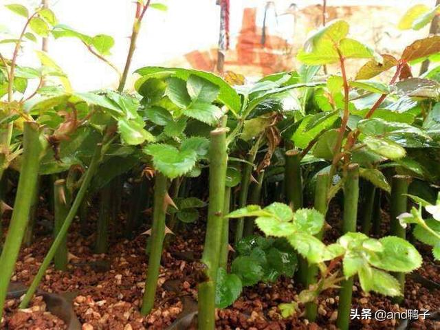 小狗种美丽鲜花-3:无根玫瑰枝能否种植？如何种植？