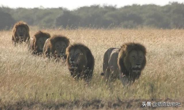 鬼獒王咬死狮子图片:狮子被老虎偷袭，结果会怎样？