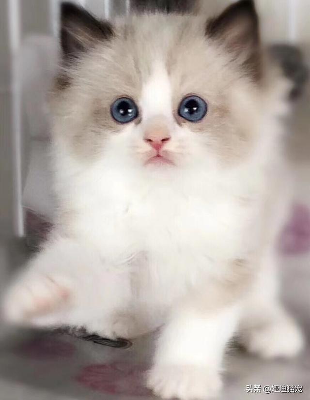家猫品种哪种好看些:什么猫适合家养，要可爱，温顺不会抓家具的？