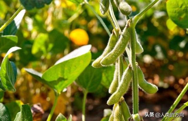 豆科植物有哪些:豆科植物有哪几种 据说豆科植物很奇葩，有树也有草，真的吗？