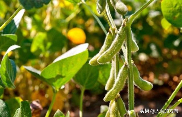 豆科植物有哪些，豆科植物有哪些中药