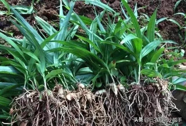 白紫兰花藤:白芨种植有哪些需要考虑的因素？