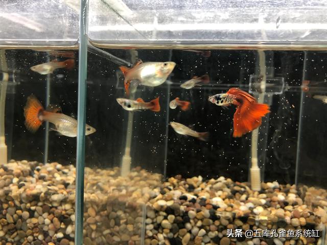 小型观赏鱼图片与名字:想养小型鱼有哪些推荐的？
