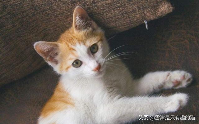 宠物猫免费领养:能解释一下淘宝无偿领养狗狗猫咪是否真是10块吗？