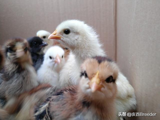 磺胺对甲氧嘧啶二甲氧:信鸽磺胺类药物中毒怎么治疗？