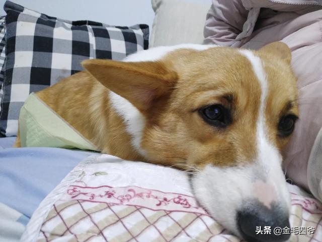 网购360宠物之家图片大全:淘宝上买宠物猫犬有哪些不为人知的黑幕？