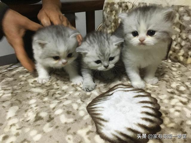 健康猫:如何从猫咪的便便中发现健康问题？