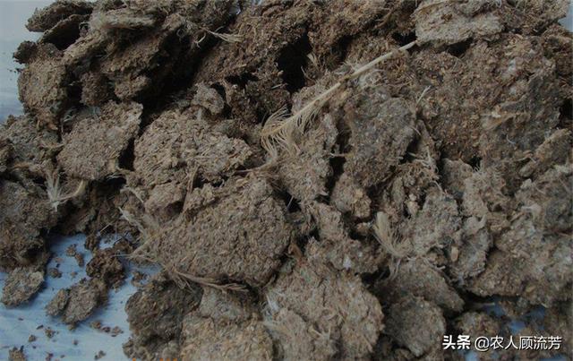 酵素菌发酵鸡粪:发酵的鸡粪是如何成为养猪的饲料的？ 酵素可以发酵鸡粪吗