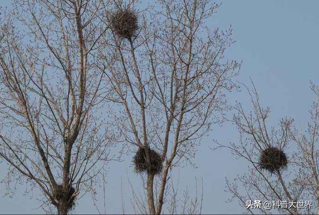 拟厦鸟巢内部:喜鹊窝建在树杈上为什么这么牢固，掉不下来呢？