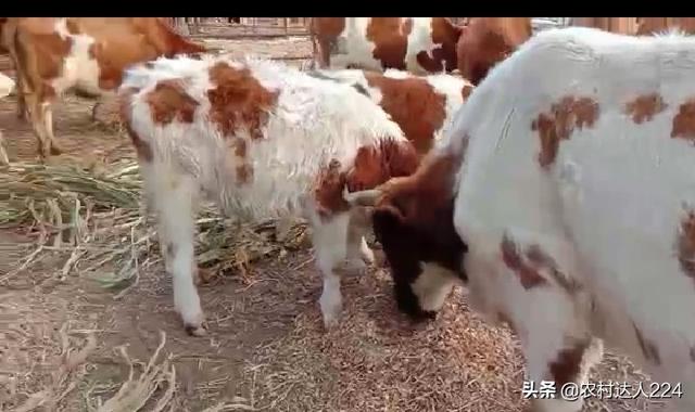 托拉菌素多少钱:养100头母猪大概多少钱？