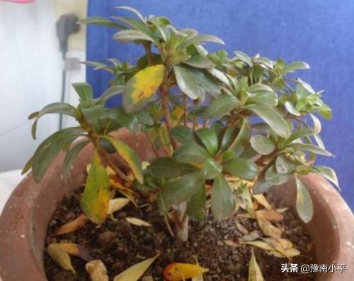 盆栽杜鹃花夏天怎么养:盆栽杜鹃花怎么养家庭养法 我养的杜鹃近五天叶了突然开始有褐斑、干枯等问题，怎么回事？