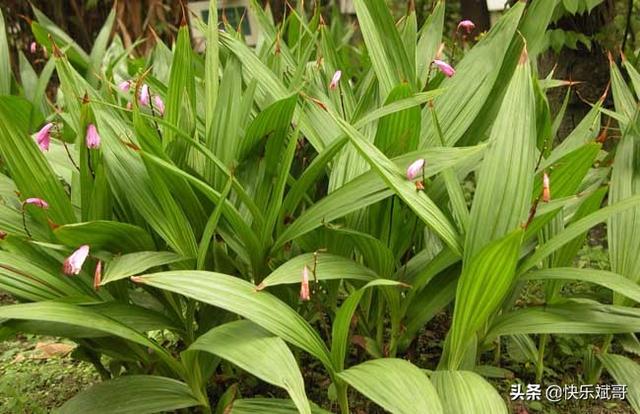 白芨价格种子:白芨种子直接撒在地里能发芽吗？