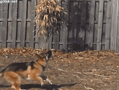 白熊犬和狼青打架视频:狼青，昆明犬，马犬还有德牧性格如何？