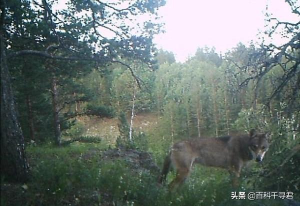 澳洲野犬长途奔袭30公里:小时村子周围狼很多，下午就不敢到地里去，现在为什么见不到了？