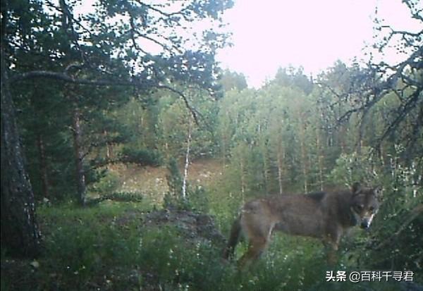 澳洲野犬分布在中国:澳大利亚为什么不引进野生老虎放生？老虎浑身都是宝？