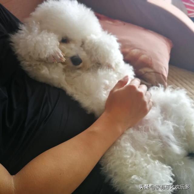 金毛犬性格好不好:一条狗性格好不好主要看哪几个方面？ 金毛犬的性格