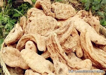 种草药能有收益吗？