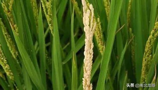 种植水稻补锌技巧，农村种植水稻，肥多稻谷谷穗容易空壳是怎么回事