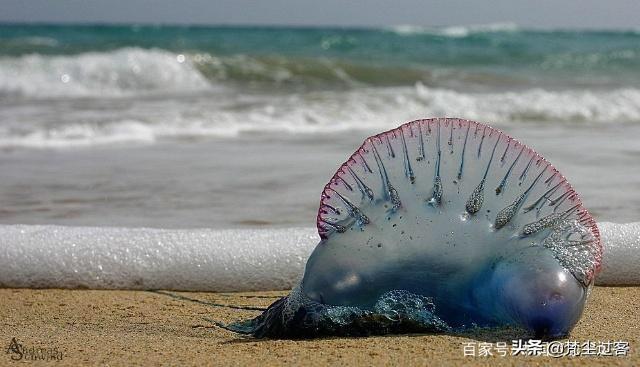 南极鳄冰鱼:南极和北极生物有什么不同？