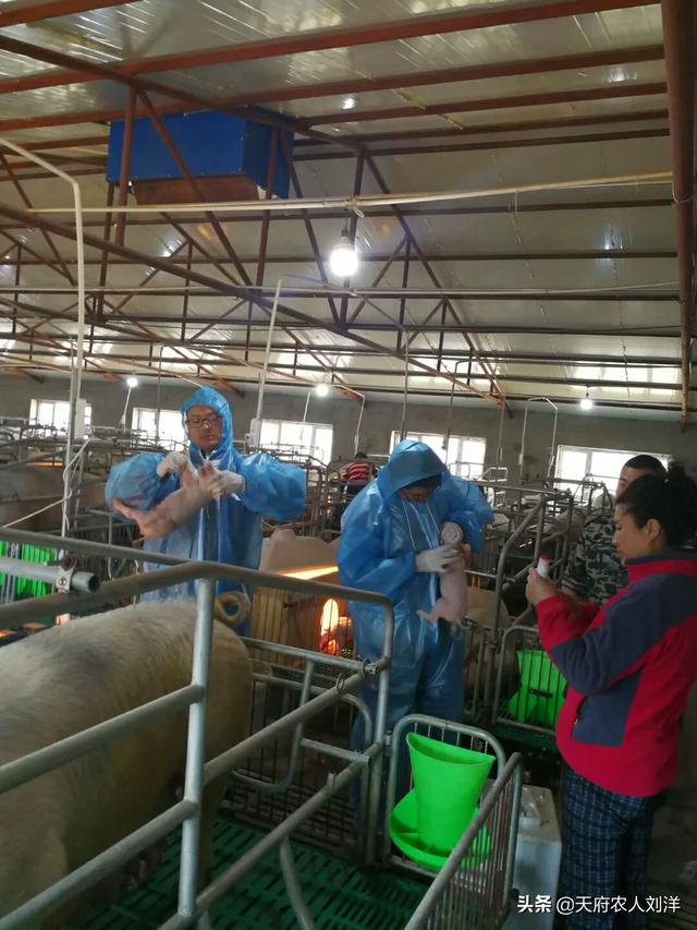 细小病毒治疗方法:两三个月狗狗得细小怎么治疗？