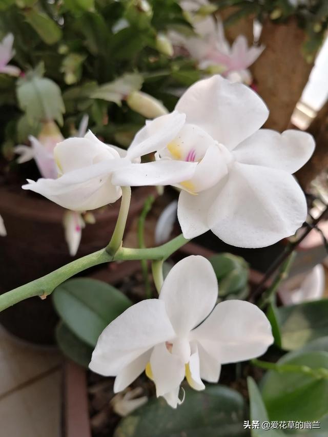 头条问答 - 朱红女王与小男孩月季哪个品种更好?(7个回答)