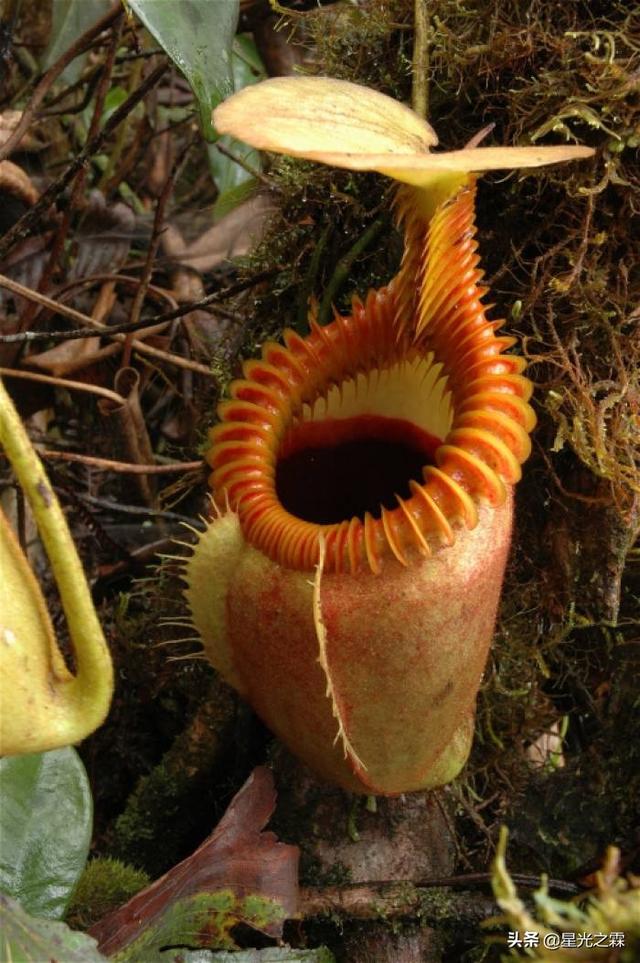 噬肉甲虫:你觉得植物能和昆虫交流吗？