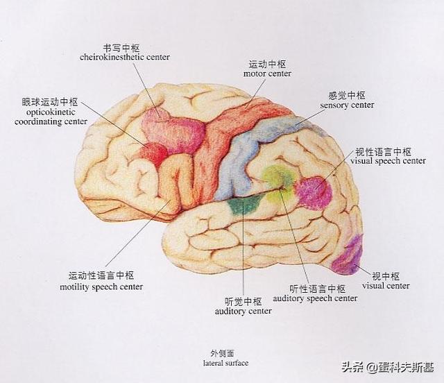 什么动物没有方向感,方向感好的人是不是很聪明？