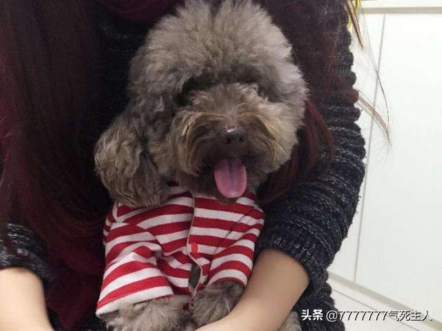 1岁泰迪犬怎么养:养泰迪前要知道什么事情？